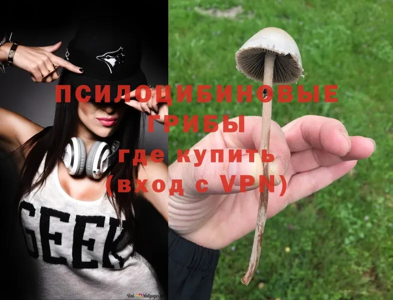 Псилоцибиновые грибы MAGIC MUSHROOMS  нарко площадка наркотические препараты  Торжок  дарнет шоп 